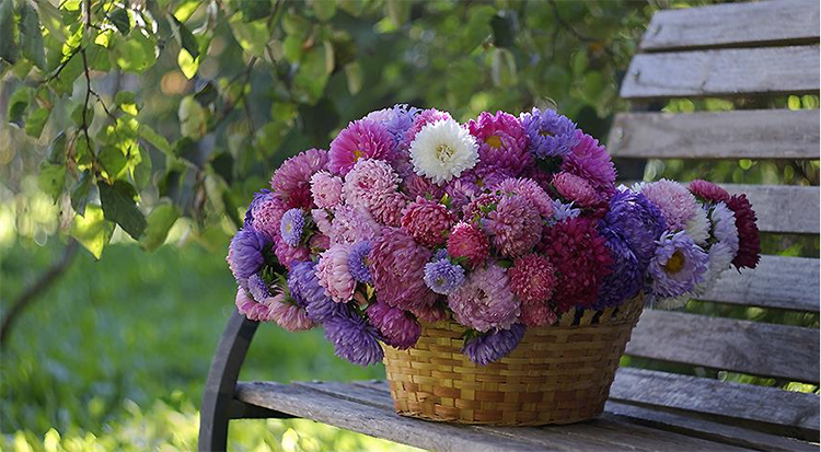 Callistephus chinensis